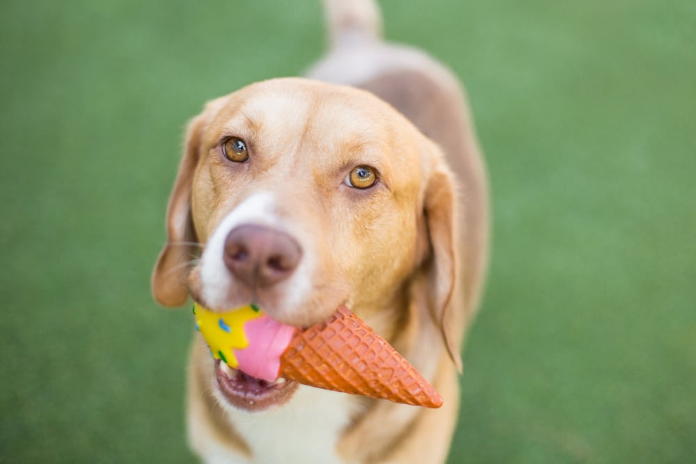 A dog with a toy ice cream cone in its mouth.