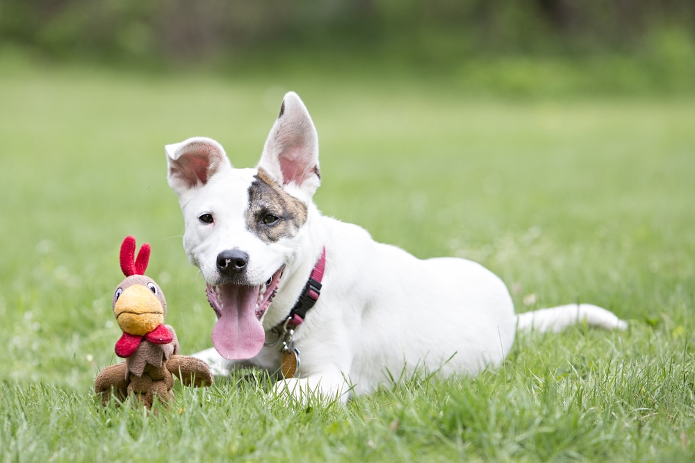 A dog laying down in the grass next to its turkey toy.