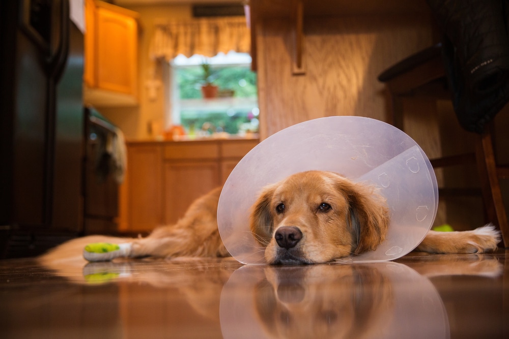 A dog laying down in the kitchen with a cone on.