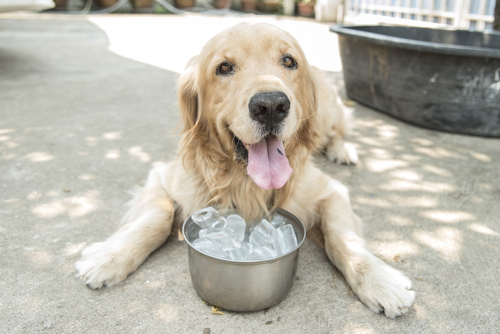 A panting dog outside with a bowl of ice.
