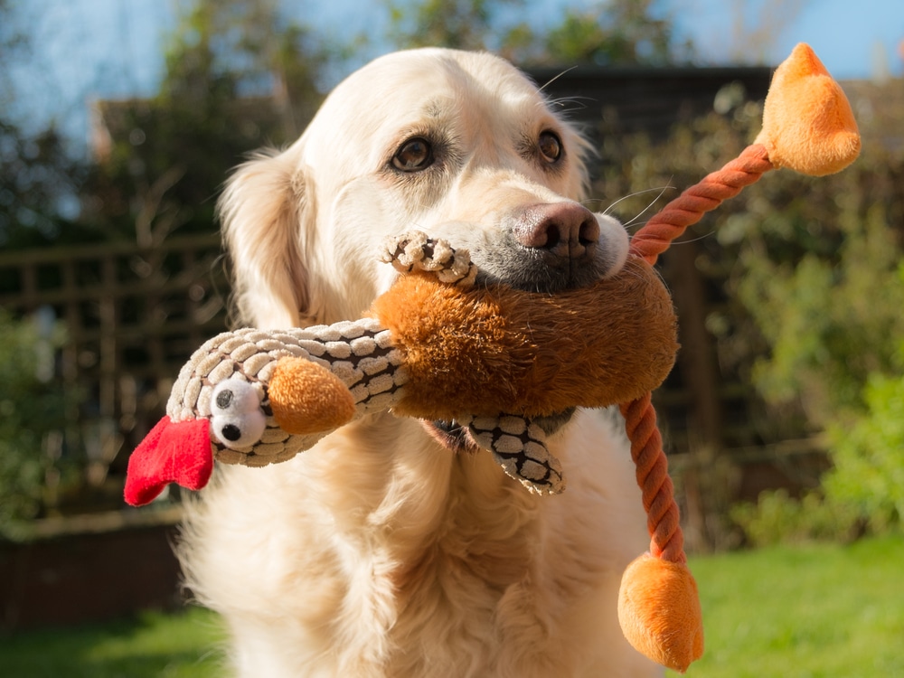 A dog with a turkey toy in its mouth while outside.