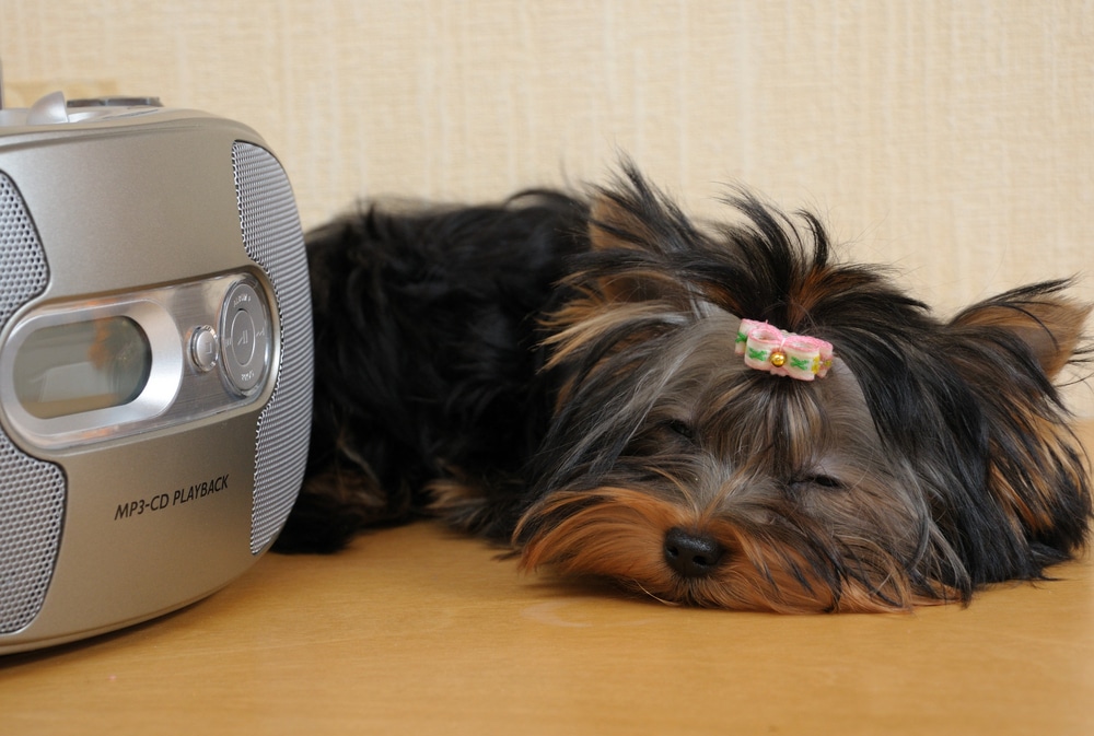 A dog laying down next to a radio.