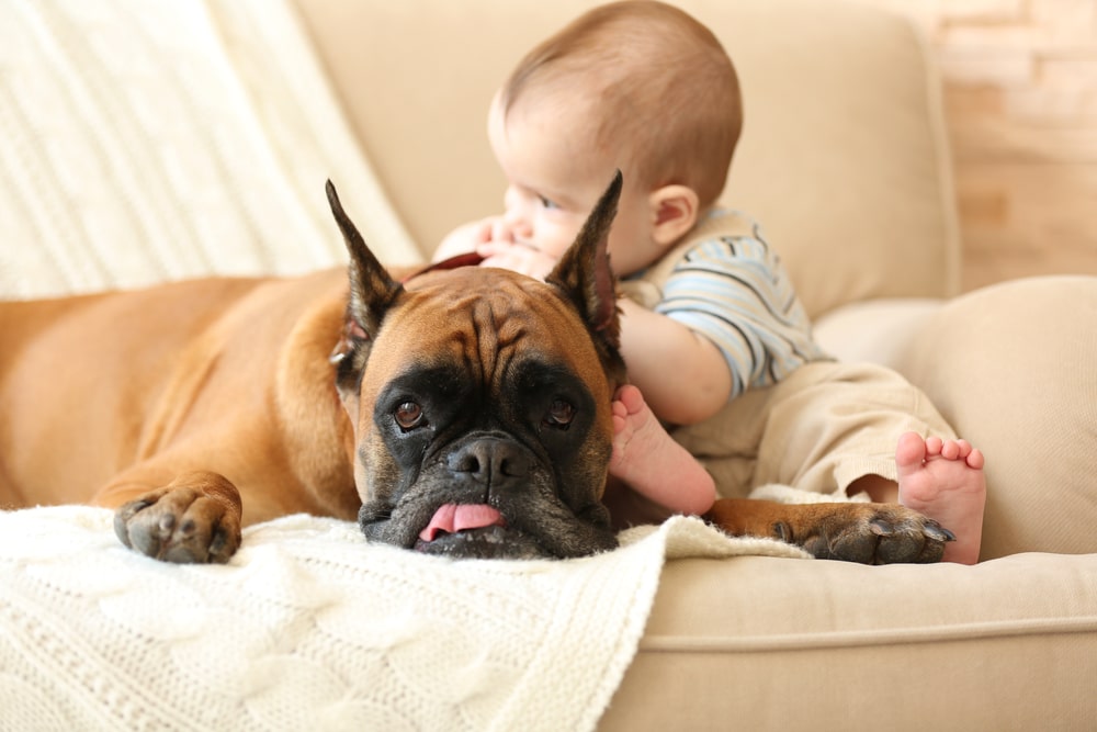 A dog laying down while an infant leans on them.