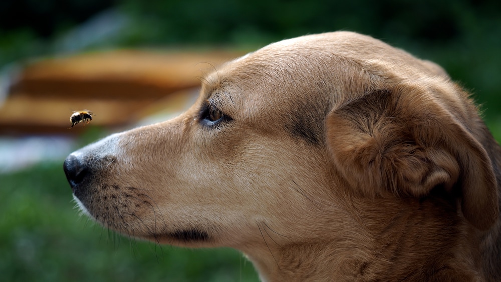 A side shot of a dog staring at a bee hovering in front of its face.