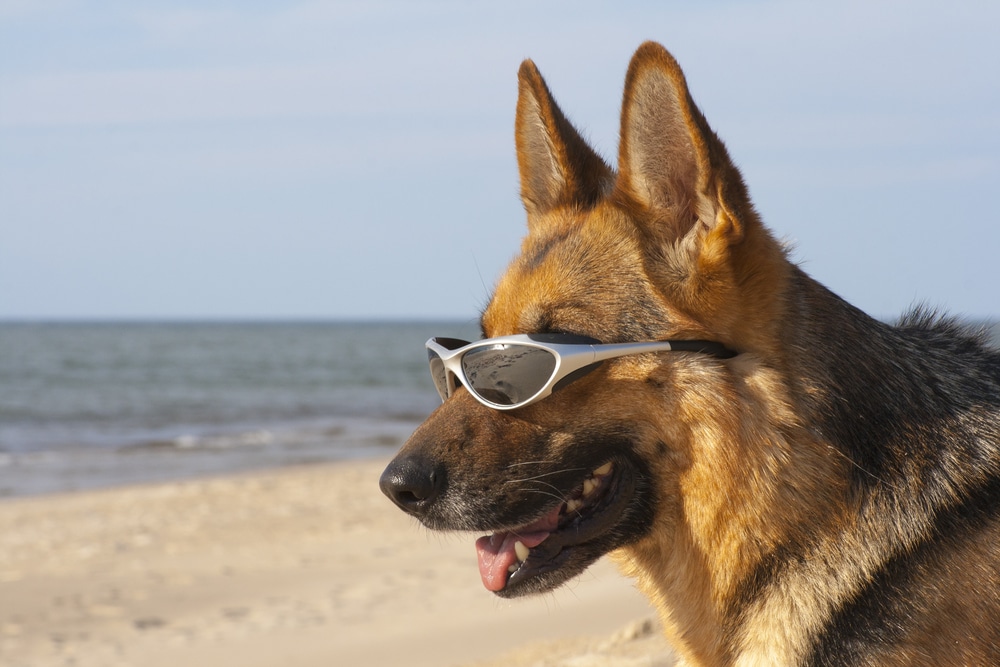 A dog with sunglasses on at the beach.