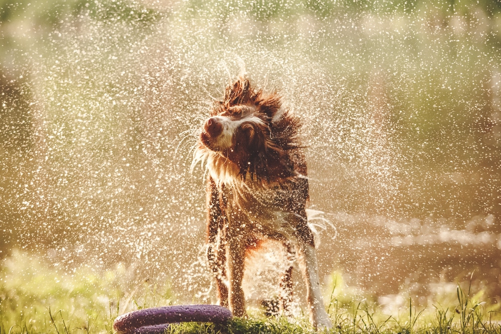 A dog shaking water off its body.