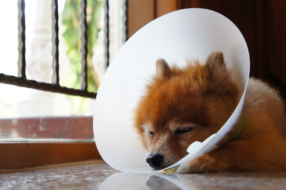 A fluffy dog laying down while wearing a cone.