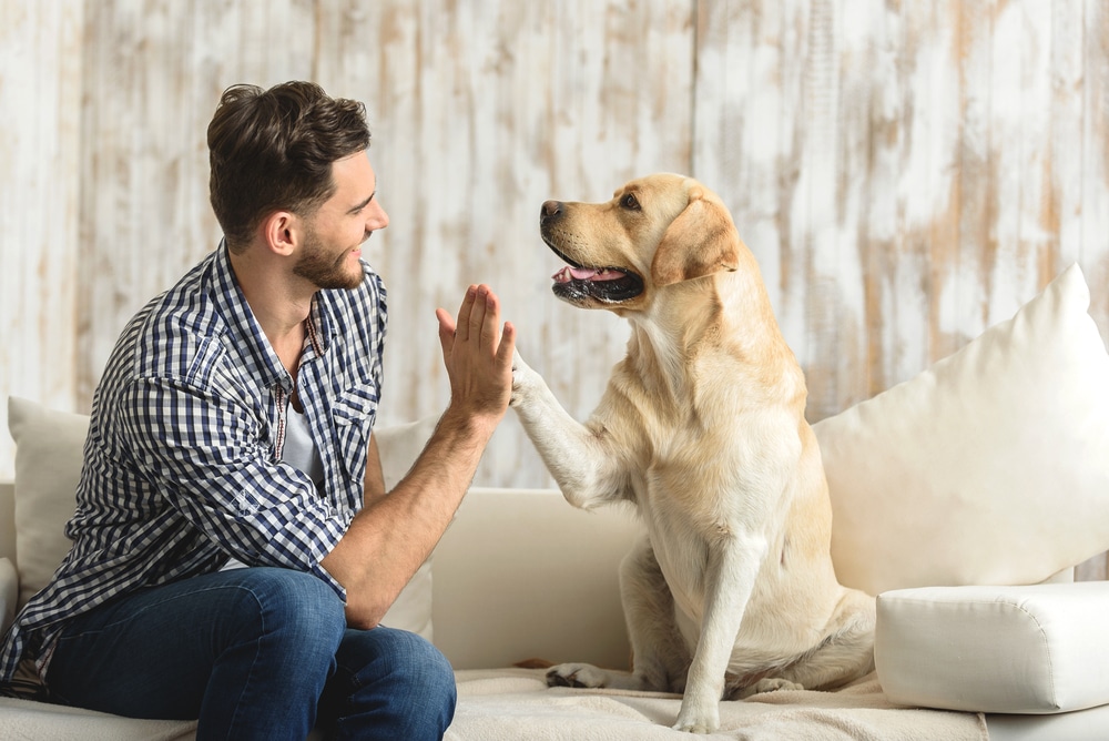 A dog and its owner on a couch high fiving.