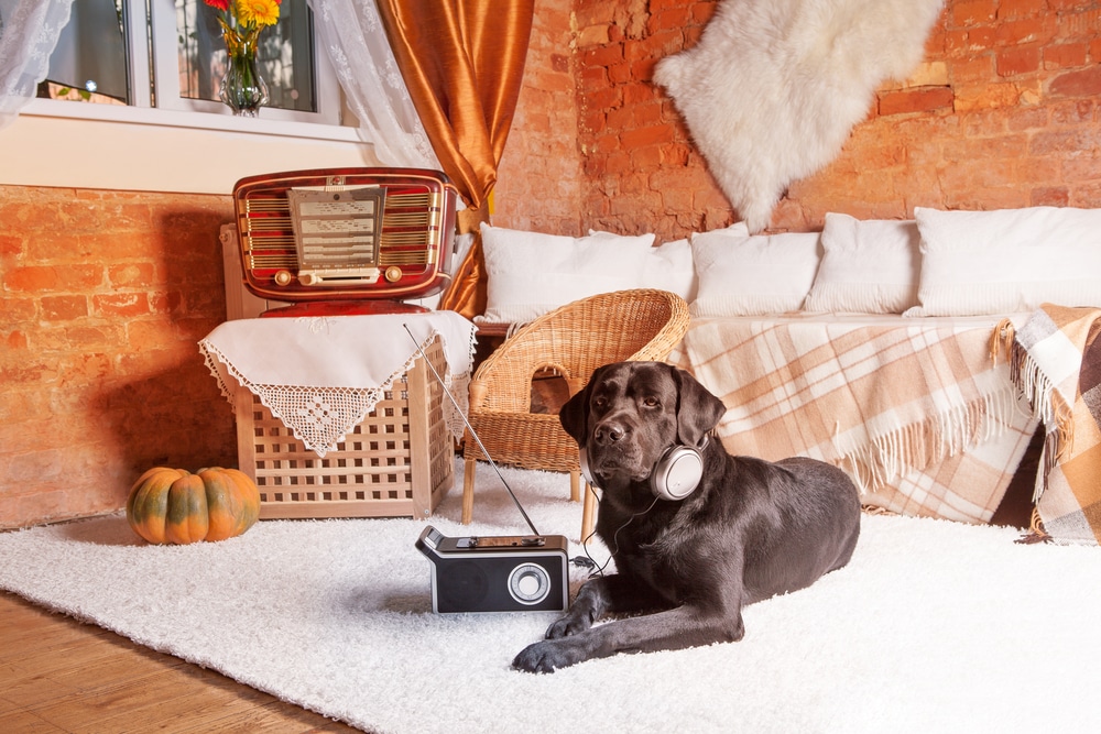 A dog laying down in the middle of a room with a radio and headphones.