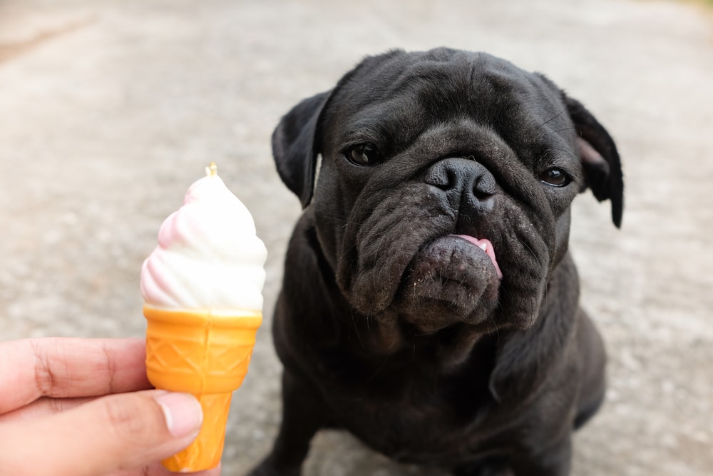An owner holding ice cream out to their dog.