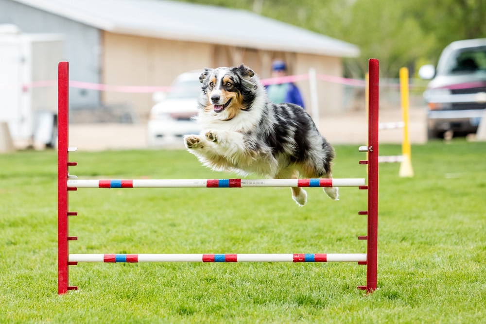 A dog leaping over some bars as part of a dog agility competition.
