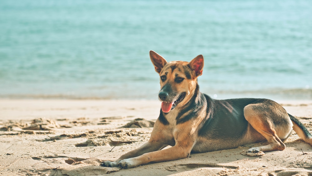 A dog laying down on a beach.
