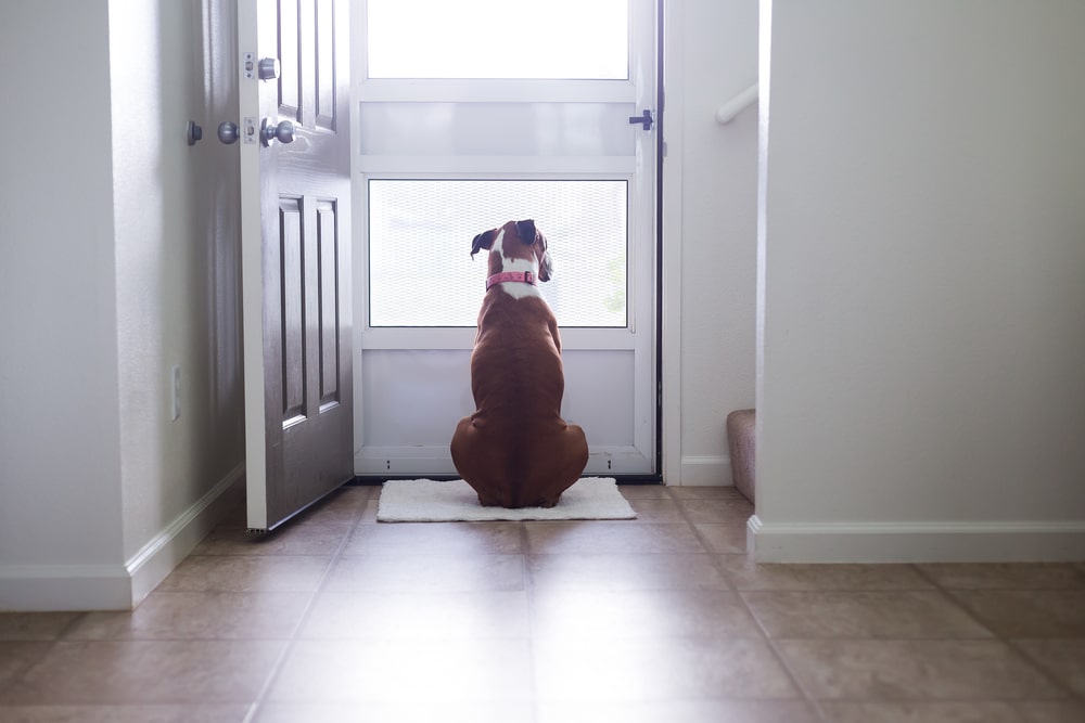 A dog sitting in front of a door.