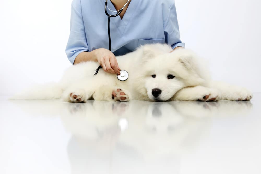 A Samoyed laying down and getting checked out by a vet.