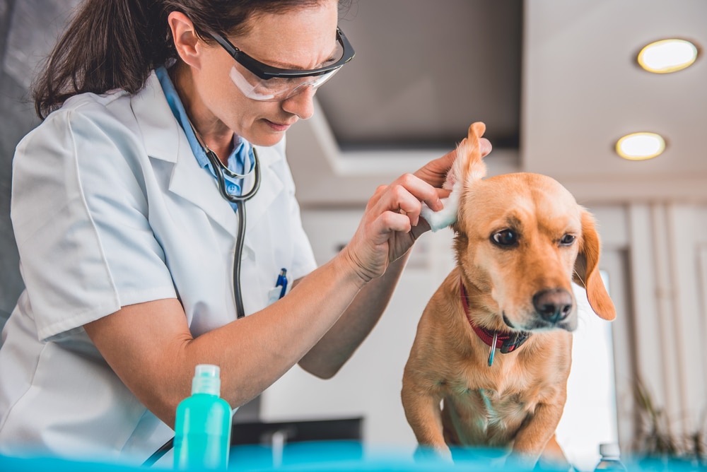 A vet cleaning a dog's ears.