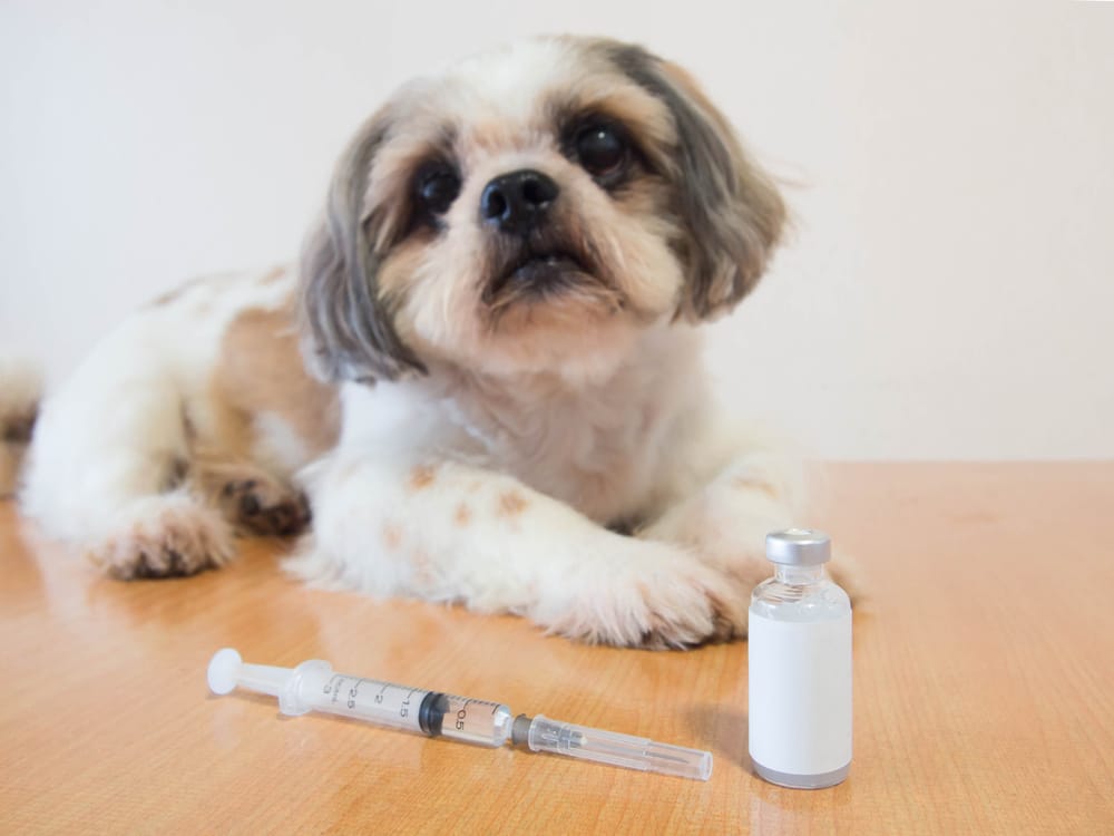 A diabetic dog with a syringe and bottle in front of it.