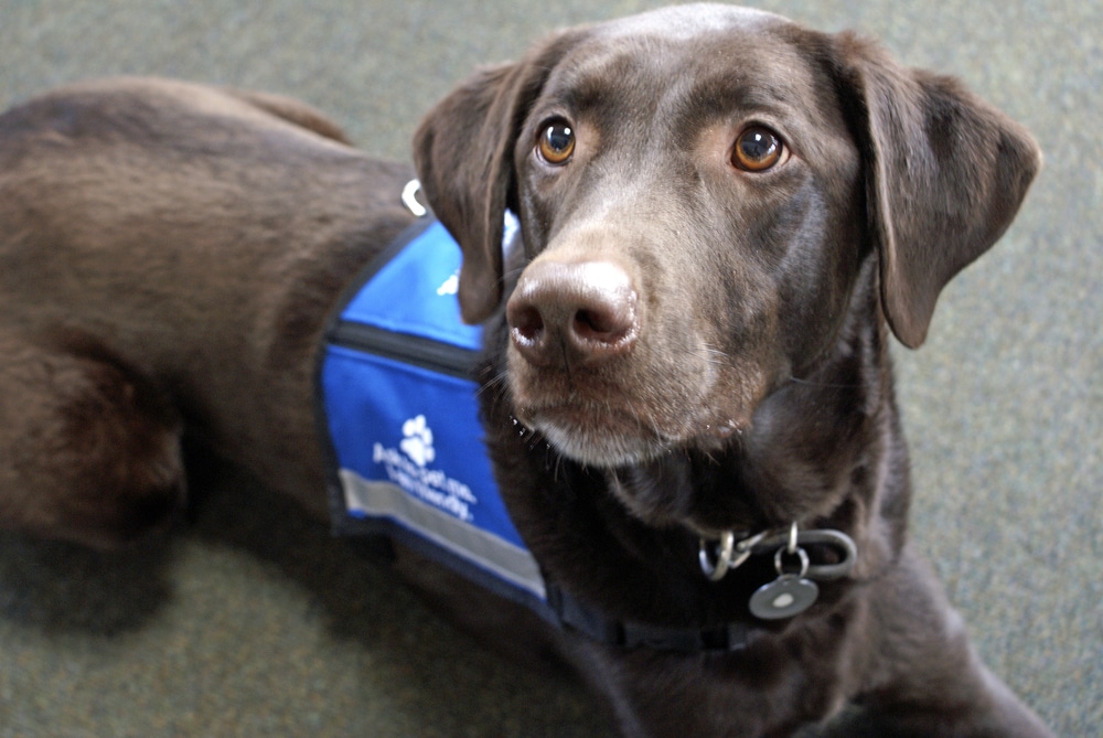 A closeup of a therapy dog laying on the floor.
