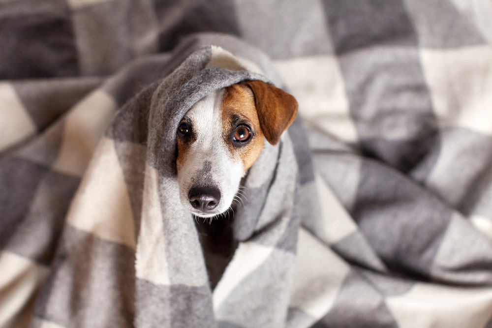 A dog mostly covered in a blanket and looking up at a camera.