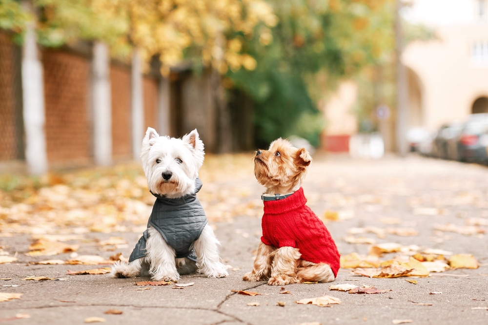 A pair of dogs sitting on the sidewalk in human clothes.