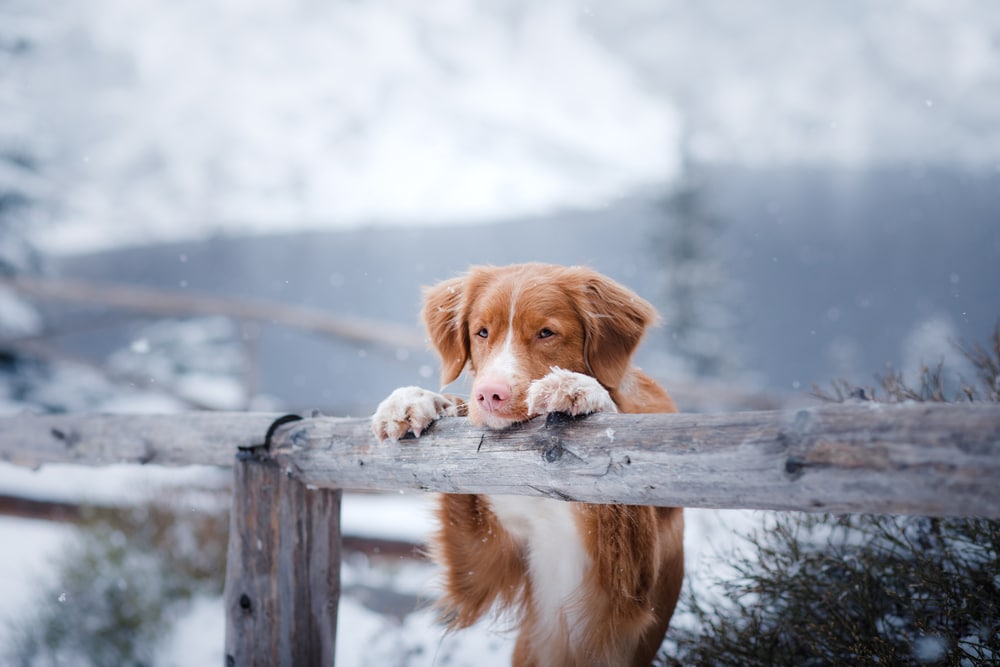 A dog looking over a fence in the cold.