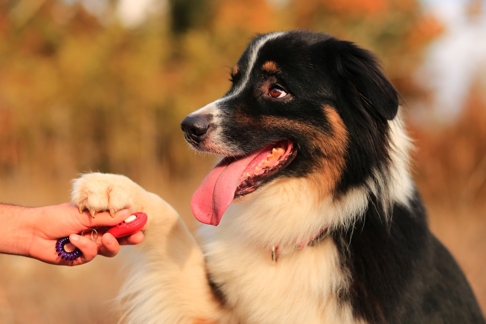 A dog sitting with its paw on an owner's hand, which is holding a clicker.