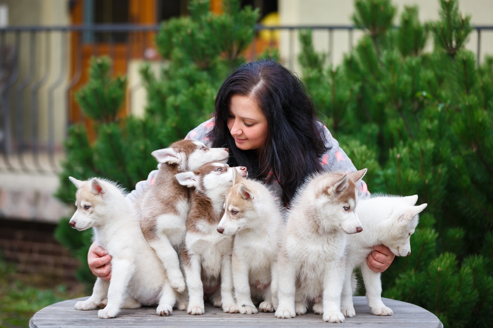 A dog breeder holding all her puppies.
