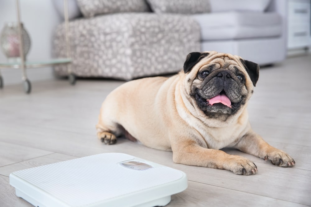 A dog laying next to a scale in a room.