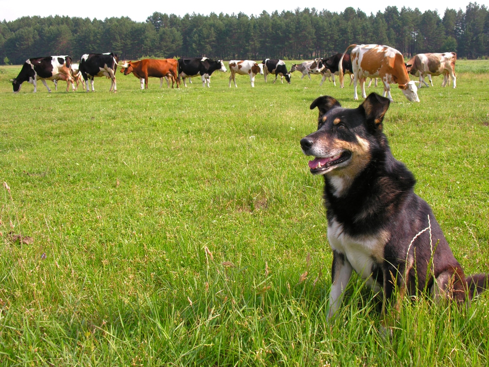 A dog sitting in the grass next to some cows that are grazing.