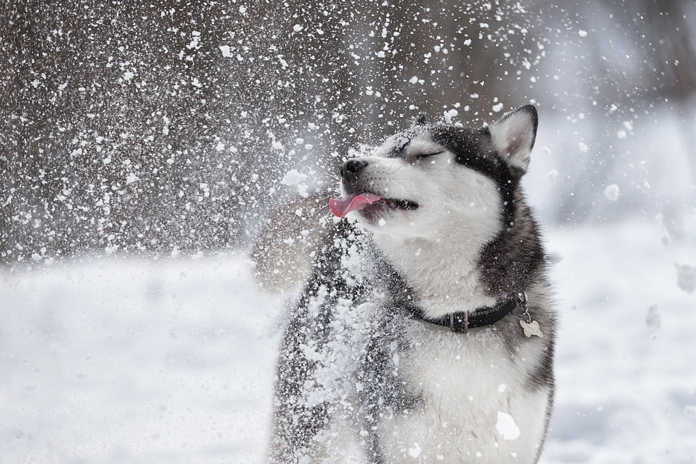 A dog having some fun with the snow.