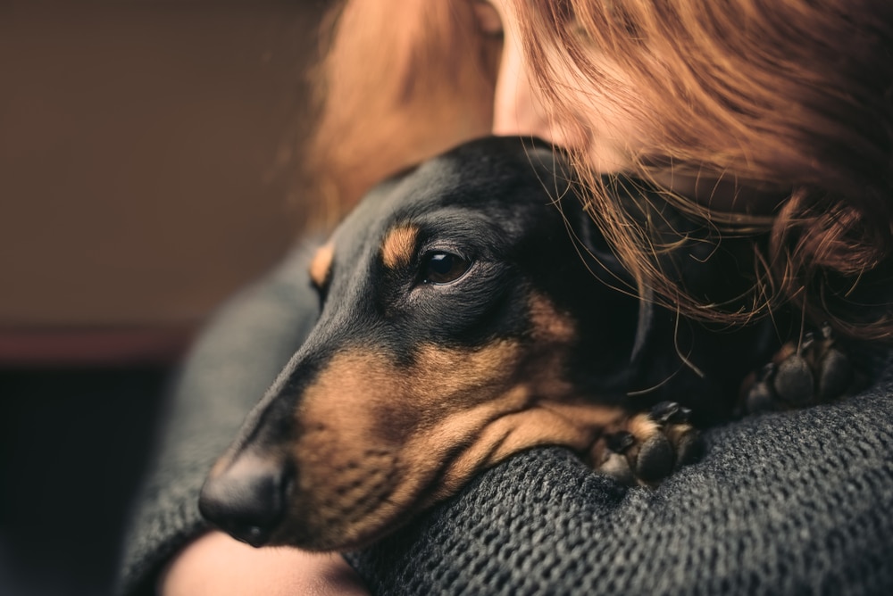 A closeup of an owner hugging their dog.