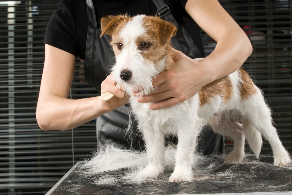 A dog standing and getting groomed.