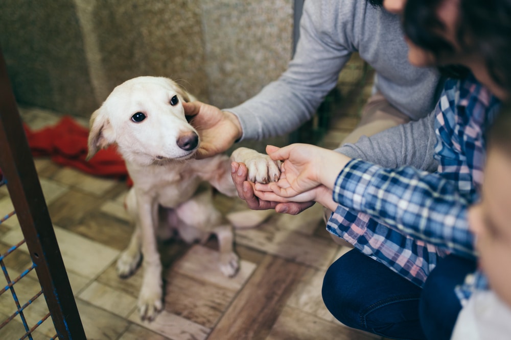 A family petting and holding a dog's paw at an adoption shelter.