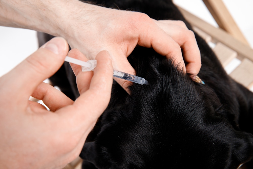 A closeup of an owner using a syringe to inject their diabetic dog with needed treatment.