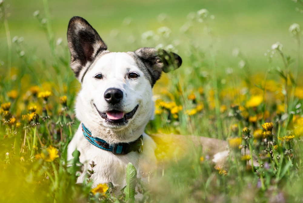 A mixed breed dog laying down outside.