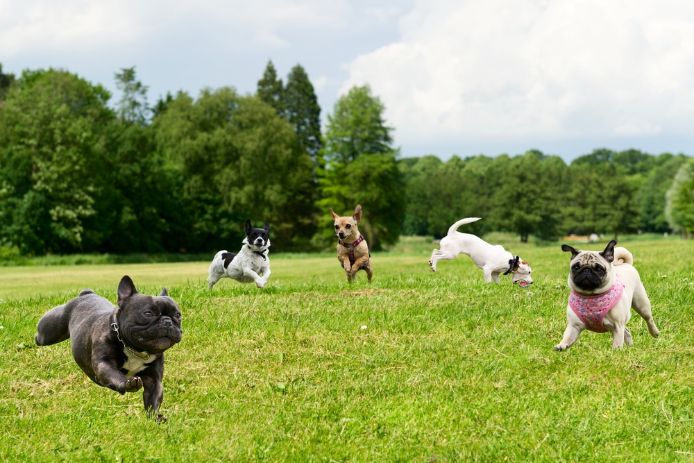 A bunch of dogs playing together outside.