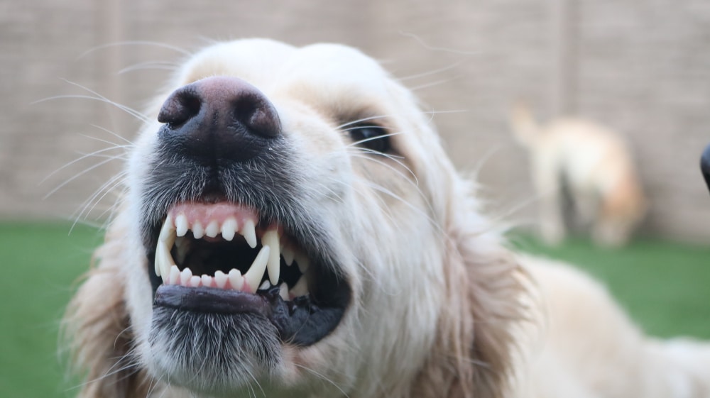 A closeup of a dog growling.
