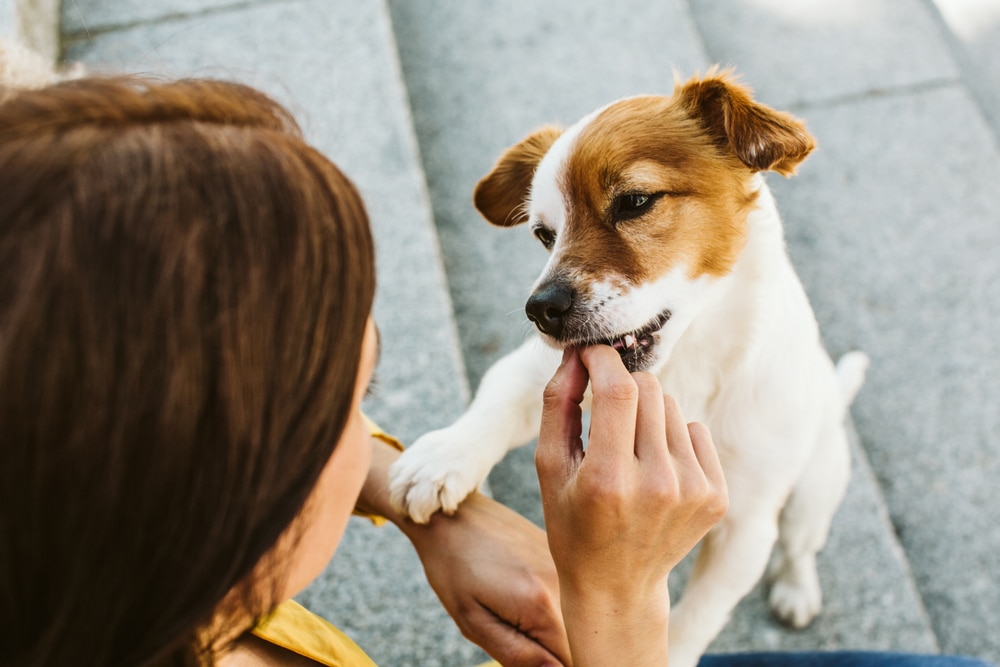 An owner giving their dog a treat as a reward.