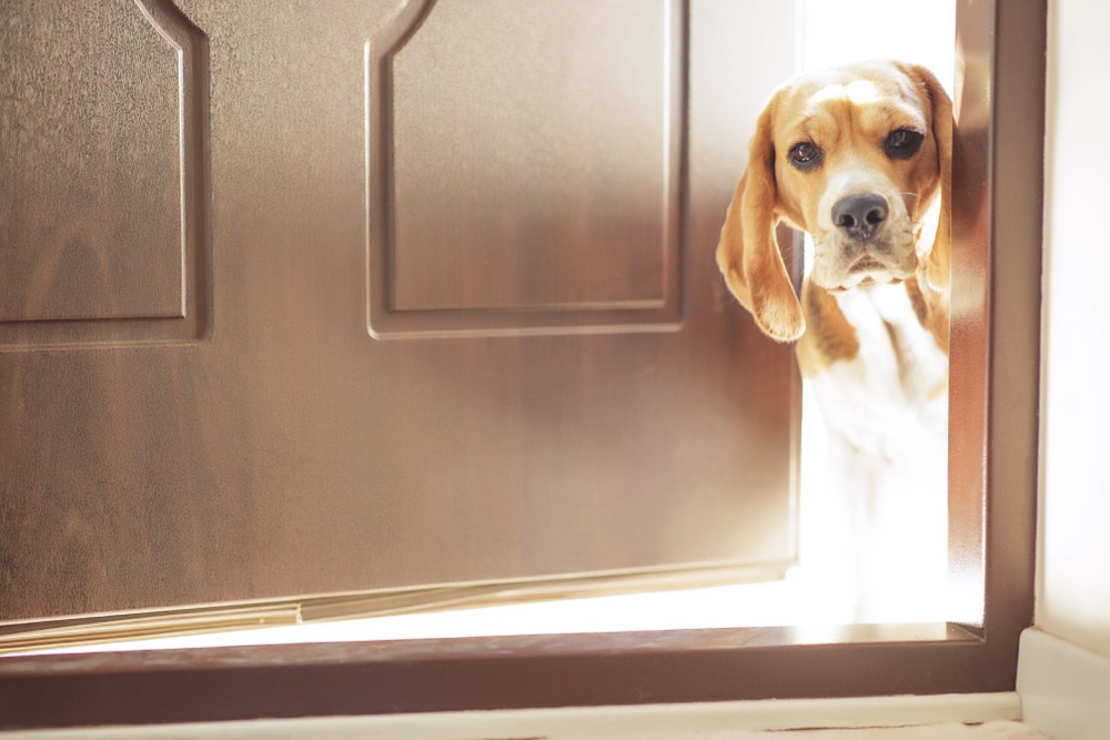 A dog poking its head through a cracked door.