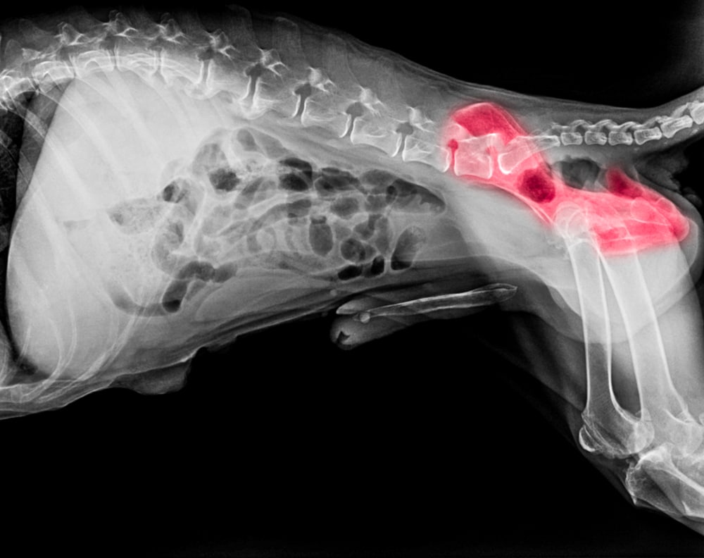 An x-ray of a dog's joint pain.