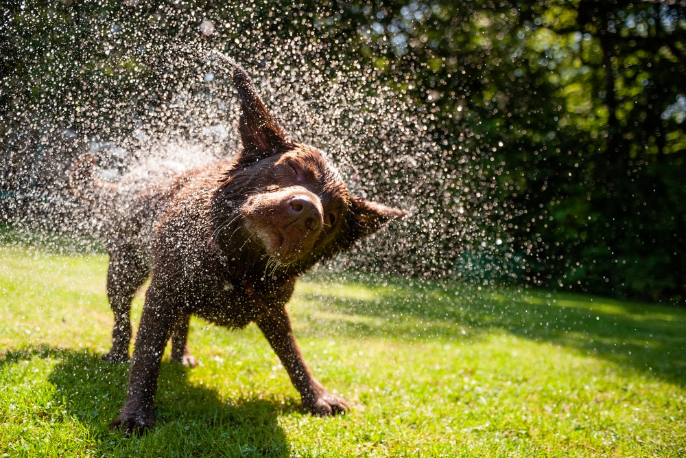 A dog shaking water off its body outside.