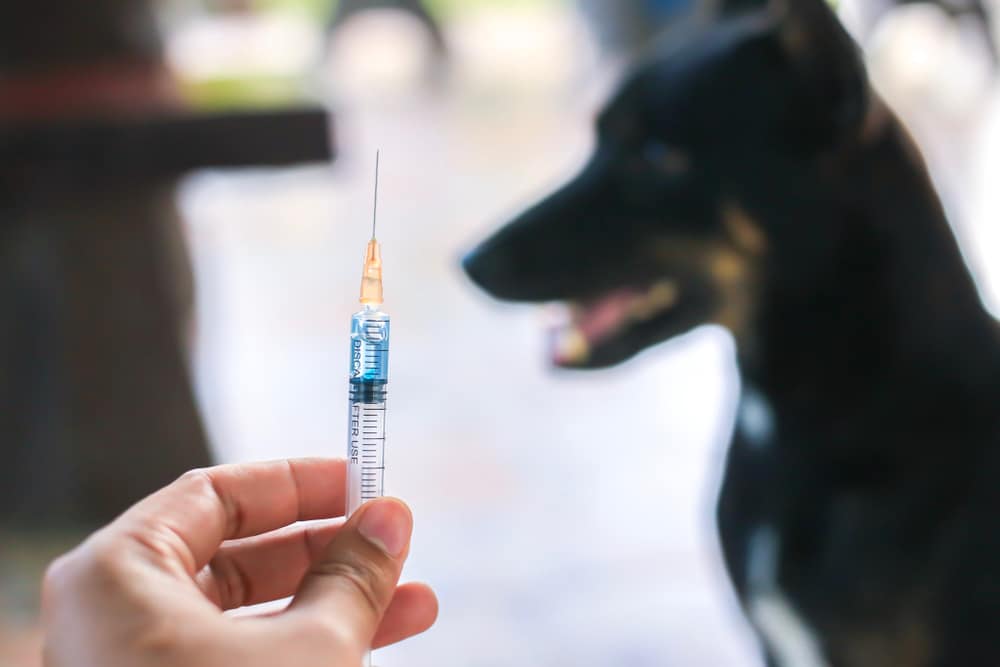 A closeup of a syringe with a vaccine and a dog sitting in the background.