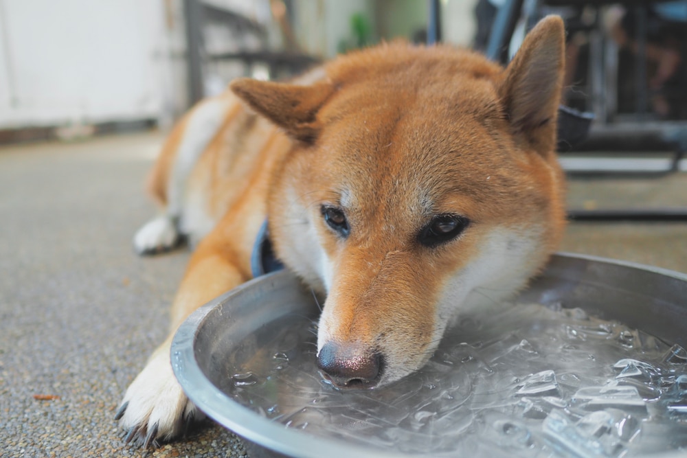 A dog sniffing a bowl of ice water.