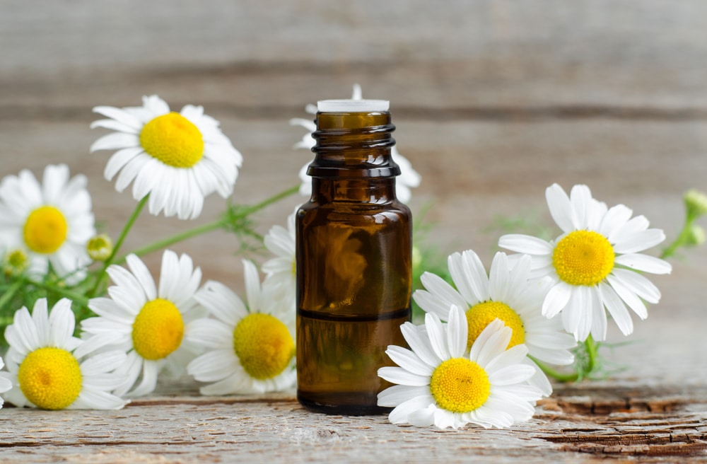 Some chamomile flowers laying around a bottle of chamomile oil.