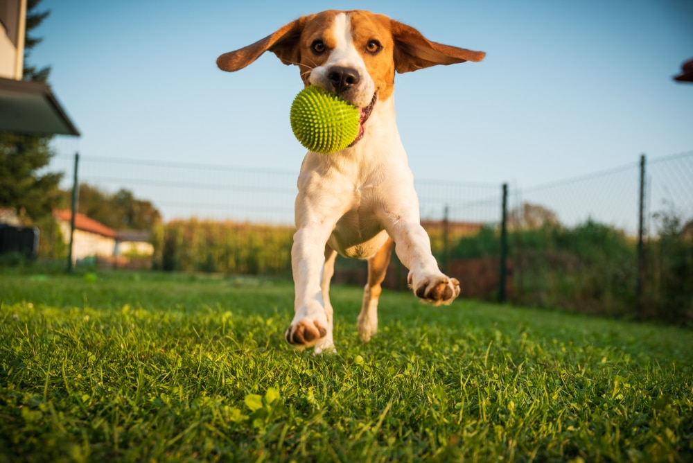A dog running with a ball in its mouth.