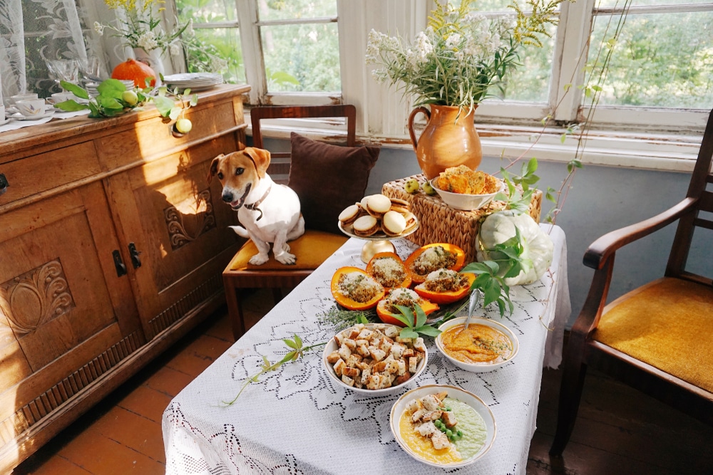 A dog sitting on a chair by a table with a Thanksgiving feast on it.