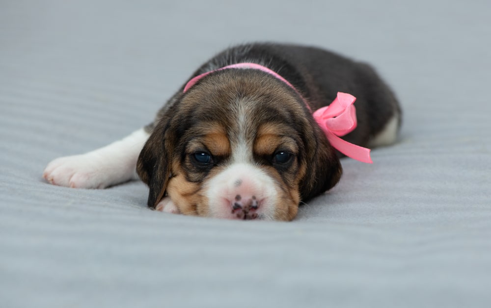 A puppy laying down with a pink ribbon on.