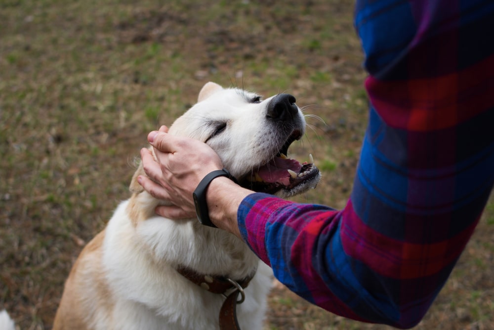 A dog sitting down outside and enjoying being pet by their owner.