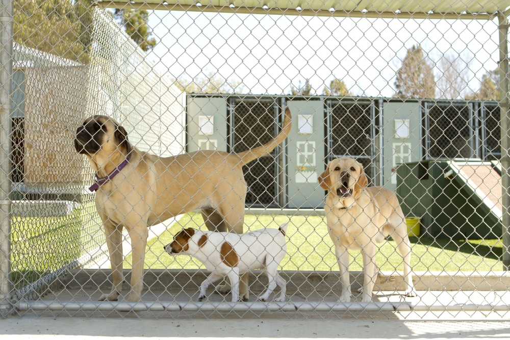 A fenced-in dog kennel with some dogs behind the fence.
