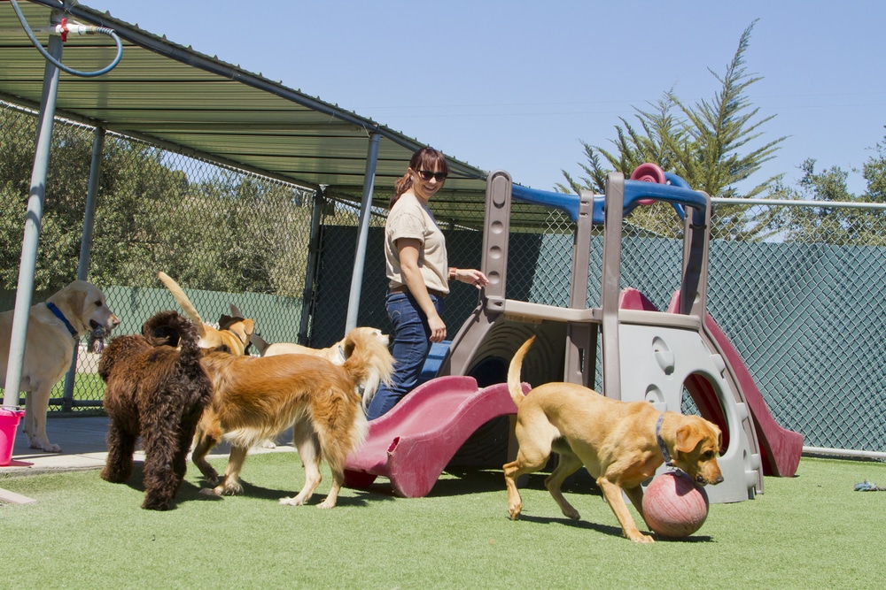 A dog kennel with a worker and some dogs.