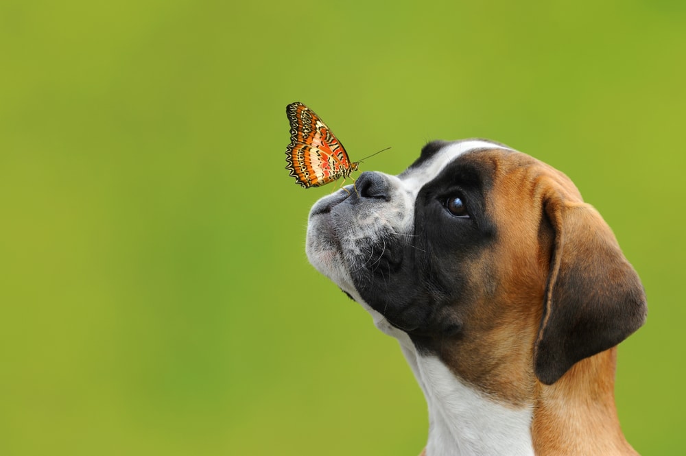 A dog looking at a butterfly on its nose.